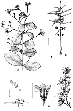 APII jpeg image of Lagerstroemia archeriana subsp. divaricatiflora,<br/>Nesaea arnhemica,<br/>Heimia salicifolia,<br/>Cuphea carthagenensis,<br/>Pemphis acidula  © contact APII