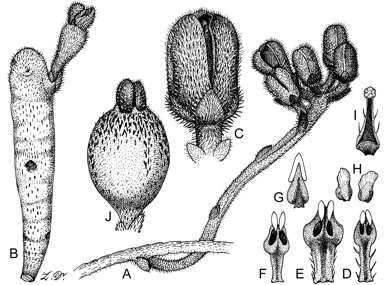 APII jpeg image of Cassytha pomiformis  © contact APII