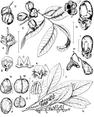 APII jpeg image of Toechima erythrocarpum,<br/>Toechima tenax,<br/>Toechima dasyrrhache,<br/>Sarcotoechia cuneata,<br/>Sarcotoechia serrata,<br/>Sarcotoechia protracta  © contact APII