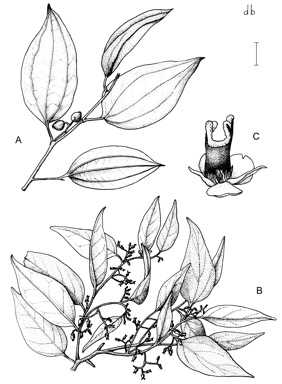 APII jpeg image of Celtis philippensis,<br/>Celtis paniculata  © contact APII