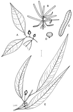 APII jpeg image of Ficus podocarpifolia,<br/>Ficus coronulata,<br/>Ficus leptoclada  © contact APII