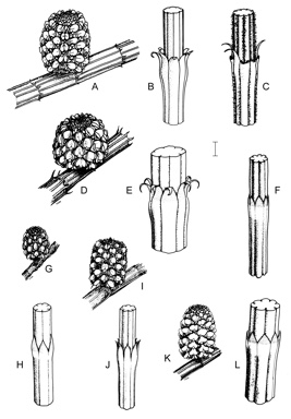 APII jpeg image of Allocasuarina mackliniana subsp. mackliniana,<br/>Allocasuarina striata,<br/>Allocasuarina misera,<br/>Allocasuarina robusta,<br/>Allocasuarina pusilla,<br/>Allocasuarina mackliniana subsp. hirtilinea,<br/>Allocasuarina mackliniana subsp. xerophila  © contact APII