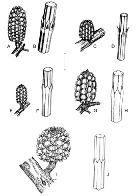 APII jpeg image of Allocasuarina muelleriana subsp. alticola,<br/>Allocasuarina muelleriana subsp. muelleriana,<br/>Allocasuarina gymnanthera,<br/>Allocasuarina brachystachya,<br/>Allocasuarina muelleriana subsp. notocolpica,<br/>Allocasuarina paludosa  © contact APII