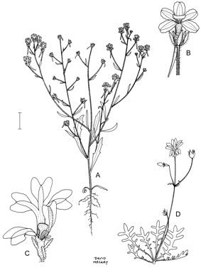 APII jpeg image of Goodenia mimuloides,<br/>Goodenia macroplectra  © contact APII