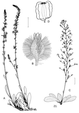 APII jpeg image of Pentaptilon careyi,<br/>Verreauxia reinwardtii  © contact APII