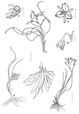 APII jpeg image of Thysanotus rectantherus,<br/>Thysanotus newbeyi,<br/>Thysanotus scaber  © contact APII