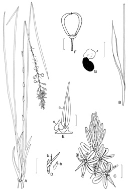 APII jpeg image of Hodgsoniola junciformis  © contact APII