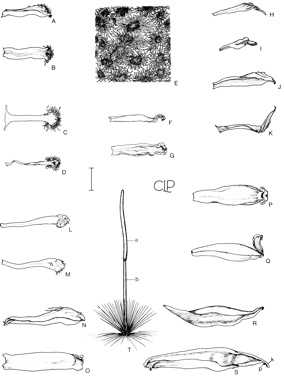 APII jpeg image of Xanthorrhoea arborea,<br/>Xanthorrhoea bracteata,<br/>Xanthorrhoea fulva,<br/>Xanthorrhoea resinosa,<br/>Xanthorrhoea australis  © contact APII