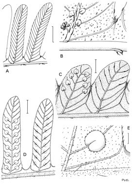 APII jpeg image of Plesioneuron tuberculatum,<br/>Amphineuron immersum,<br/>Amphineuron terminans  © contact APII