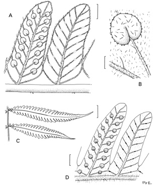 APII jpeg image of Amphineuron opulentum,<br/>Amphineuron queenslandicum  © contact APII