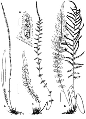 APII jpeg image of Doodia linearis,<br/>Doodia dissecta,<br/>Doodia caudata  © contact APII