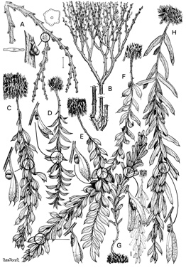 APII jpeg image of Psilotum complanatum,<br/>Psilotum nudum,<br/>Tmesipteris obliqua,<br/>Tmesipteris parva,<br/>Tmesipteris truncata,<br/>Tmesipteris elongata,<br/>Tmesipteris ovata,<br/>Tmesipteris lanceolata  © contact APII