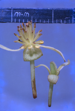 APII jpeg image of Tasmannia membranea  © contact APII