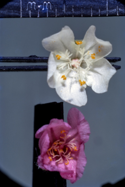 APII jpeg image of Drosera  © contact APII