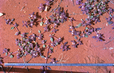 APII jpeg image of Trianthema pilosum  © contact APII