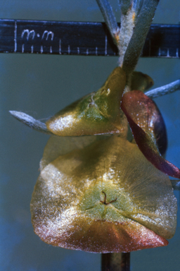 APII jpeg image of Maireana georgei  © contact APII