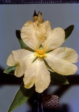 APII jpeg image of Hibbertia  © contact APII