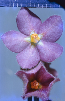 APII jpeg image of Seringia corollata  © contact APII