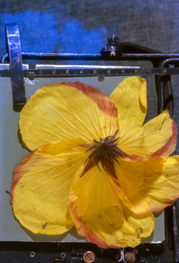 APII jpeg image of Hibiscus  © contact APII