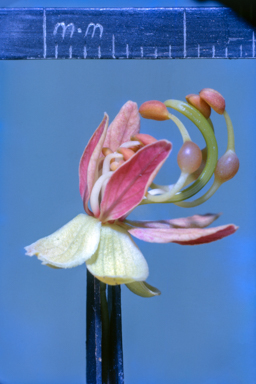 APII jpeg image of Cassia brewsteri  © contact APII