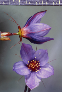 APII jpeg image of Calytrix brevifolia  © contact APII