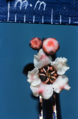 APII jpeg image of Ericomyrtus serpyllifolia  © contact APII