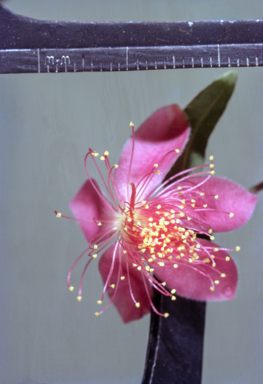 APII jpeg image of Lithomyrtus obtusa  © contact APII