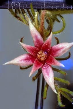 APII jpeg image of Dodonaea vestita  © contact APII