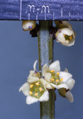 APII jpeg image of Boronia serrulata  © contact APII