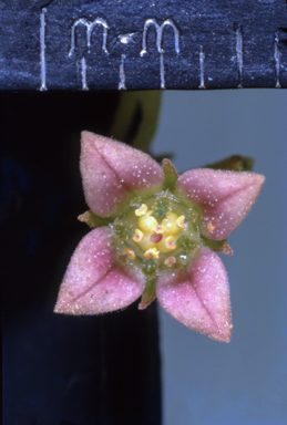 APII jpeg image of Santalum lanceolatum  © contact APII