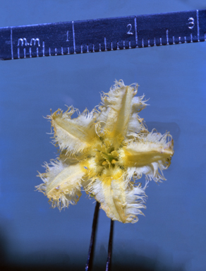 APII jpeg image of Carallia brachiata  © contact APII