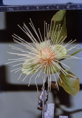 APII jpeg image of Nymphoides crenata  © contact APII