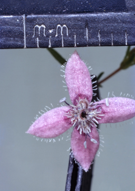 APII jpeg image of Scleromitrion galioides  © contact APII