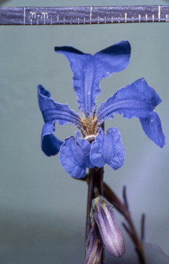 APII jpeg image of Stylidium floodii  © contact APII