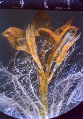 APII jpeg image of Goodenia vilmoriniae  © contact APII