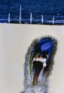 APII jpeg image of Dampiera discolor  © contact APII