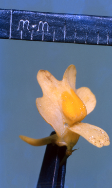 APII jpeg image of Eremophila elderi  © contact APII