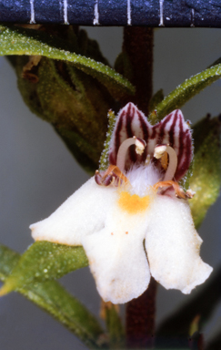 APII jpeg image of Eremophila bowmanii  © contact APII