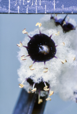APII jpeg image of Eremophila duttonii  © contact APII