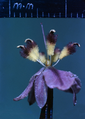 APII jpeg image of Anigozanthos flavidus  © contact APII