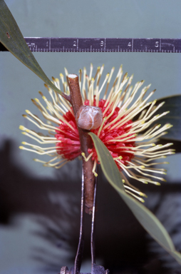 APII jpeg image of Hakea laurina  © contact APII