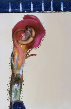 APII jpeg image of Stylidium  © contact APII