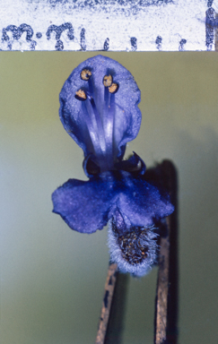 APII jpeg image of Pterostylis parviflora  © contact APII