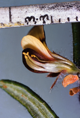 APII jpeg image of Aotus subglauca  © contact APII