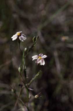 APII jpeg image of Goodenia inundata  © contact APII