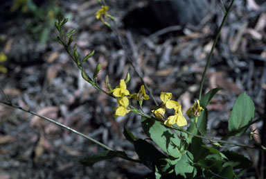 APII jpeg image of Goodenia decurrens  © contact APII