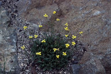 APII jpeg image of Goodenia pinnatifida  © contact APII