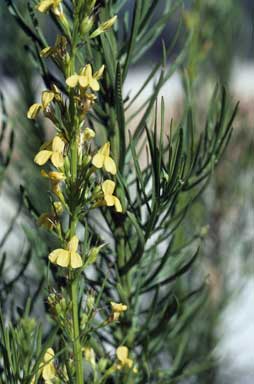 APII jpeg image of Goodenia racemosa var. racemosa  © contact APII