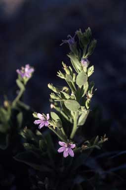 APII jpeg image of Goodenia scaevolina  © contact APII