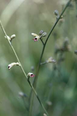 APII jpeg image of Dampiera conospermoides  © contact APII